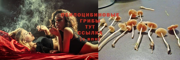 крисы Баксан